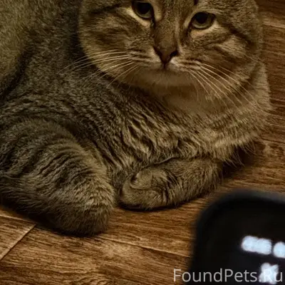 Пропал кот. Откликается на имя...