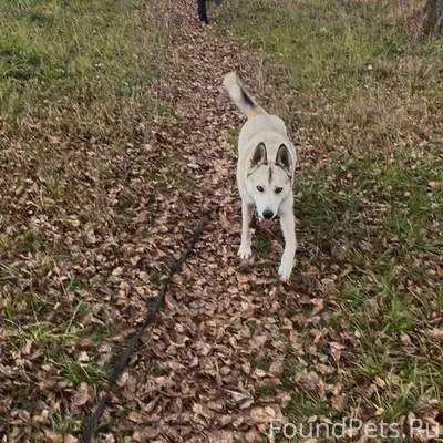 Здравствуйте. Пропала собака А...