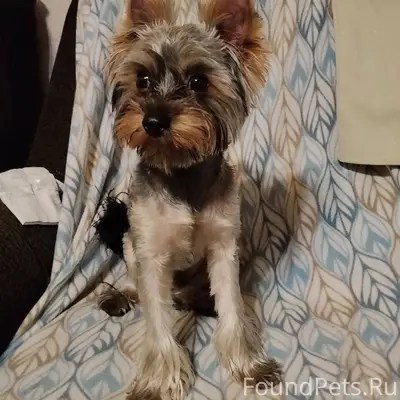 Убежала собака с Карла-Либкнех...