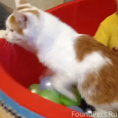 Пропал кот, на 3 кочетовке, ес...