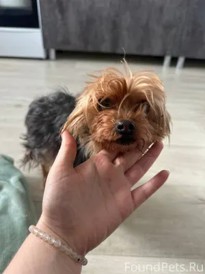 Найдена собака йорк в районе м...