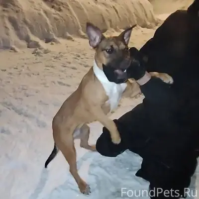 Кто потерял собаку!? Щенок, де...