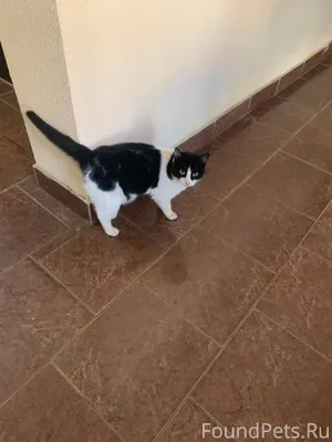 Ставрополь Найдена кошечка, бы...