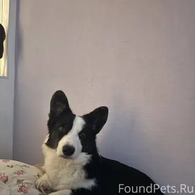 ‼️ПОТЕРЯЛАСЬ СОБАКА‼️ сорвалас...