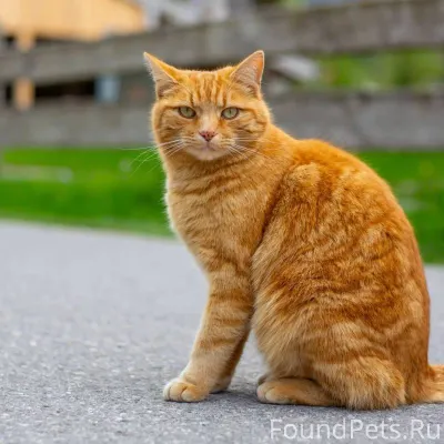 Пос. Мичуринский. 21 января 20...