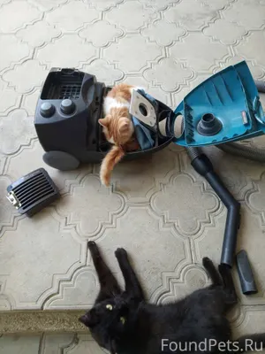 Пропал Г. Светлоград, ул. Клен...