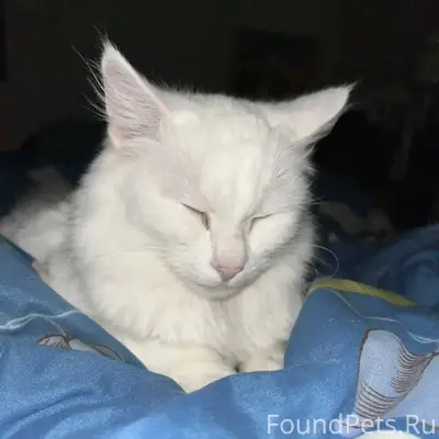 Пропала кошка , комсомольская ...