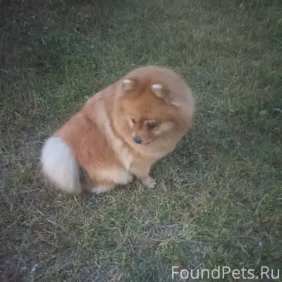 Потерялась собака Порода шпиц ...