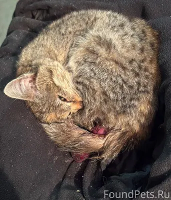 🆘🆘🆘 Крик о помощи 🆘🆘🆘 Найден.....