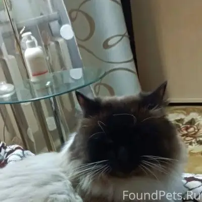 Пропал любимый кот. Предположи...