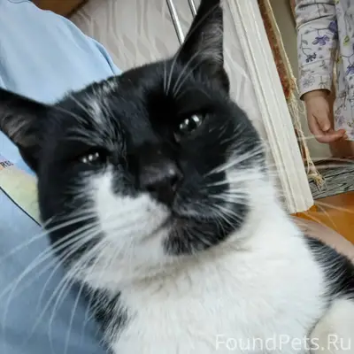 Пропал кот в районе пятёрочки ...