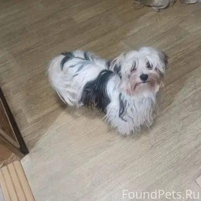 Пропала маленькая собака, поро...