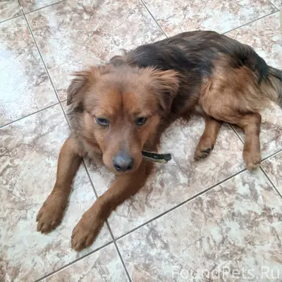 ВНИМАНИЕ!!! Найден пёс с ошейн...