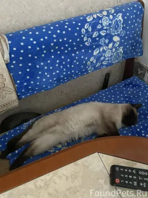 Пропала кошка! в районе киноте...