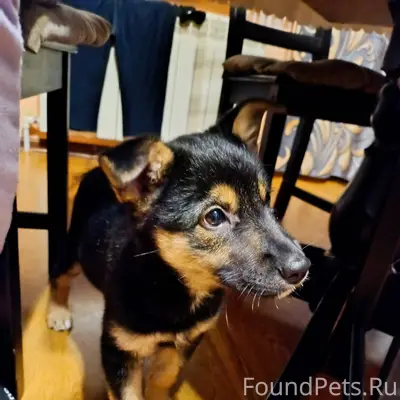 Найден щенок в парке Юбилейный...