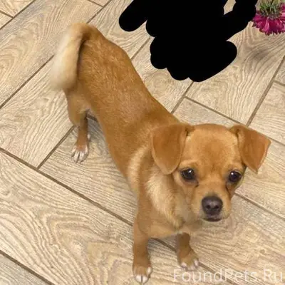 Здравствуйте,потерялась собака...