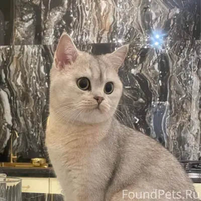 ‼️Пропал кот, с. Крым, ул. Сов...