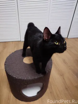 Найдена кошка черного цвета, в...