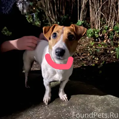 📌 Найдена собака на улице Фрун...