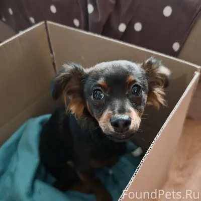 В районе Ленина найден щенок. ...