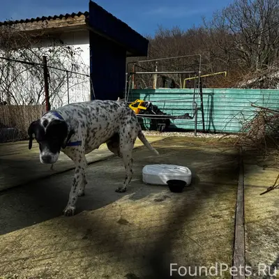 Кто потерял собаку??? Мальчик ...