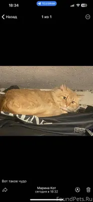 Найден кот на Ул. Красноармейс...