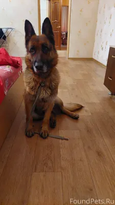НАЙДЕНА СОБАКА