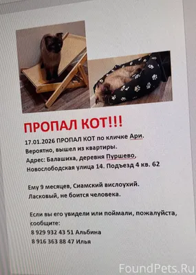 ПРОПАЛ КОТ!!! Адрес: Балашиха,...