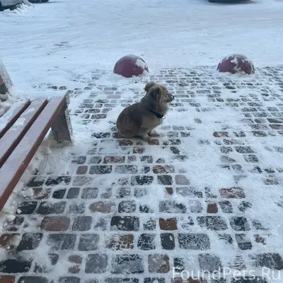 Потерялся, бегает на южном, в ...