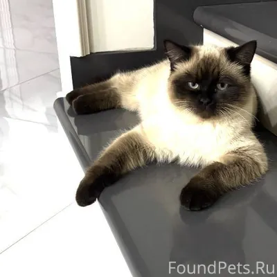 Пропал кот в районе ветеринарн...