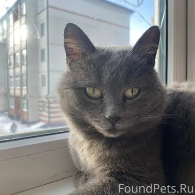 ‼️НАЙДЕНА КОШКА‼️ИЩЕТ ХОЗЯЕВ В...