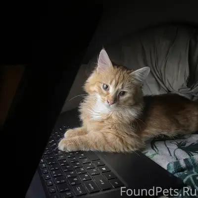 Пропал кот. В районе 32 дома.....