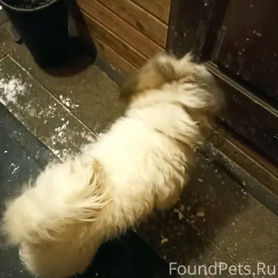 Найдена собака. Бегала у ж/д.....