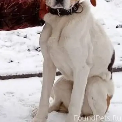 Пропала собака просьба кто вид...