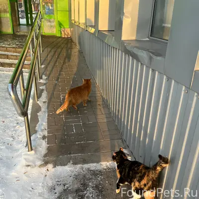 На западном около пятерочки гу...