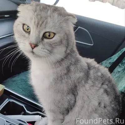 Пропал взрослый кот в районе м...