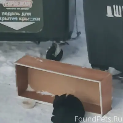 Маленький щенок потерялся, ест...