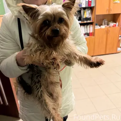 #найдено Найдена собака. Колом...