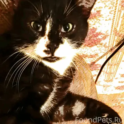 🆘🆘🆘Пропал кот. Вознаграждение ...