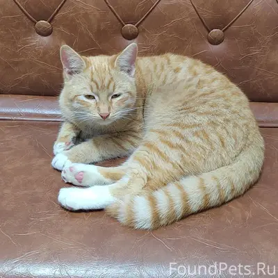 Люди , чей кот? Чистый, ласков...