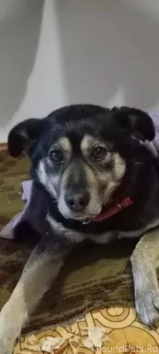 #животные@lost_03 Потерялась с...