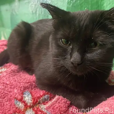 Воронеж. На ул.Чебышева найден...