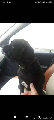 Потерялась собака, кличка «Тед...