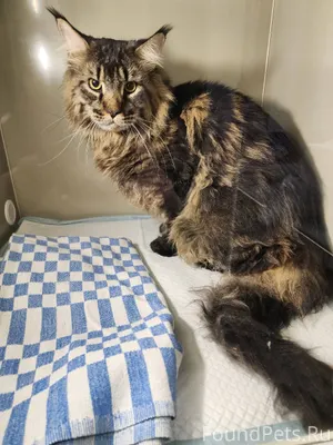 🐾 Найдён кот! 🐱Нижний Новгород...