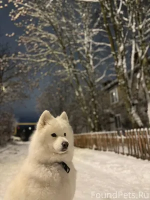 ❗️❗️❗️ ПОТЕРЯЛАСЬ СОБАКА убежа...