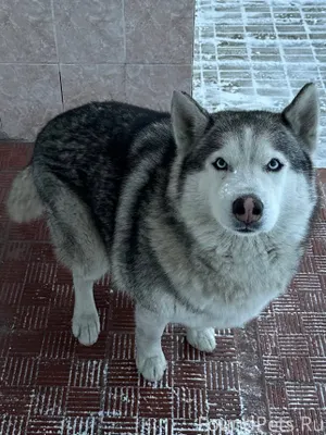 Найден кобель Хаски в районе К...