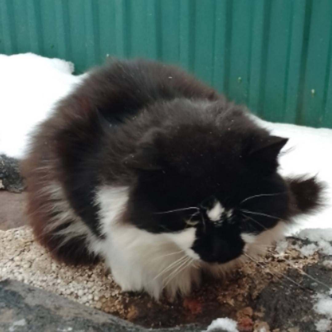 Здравствуйте.. Пропал кот в ра...