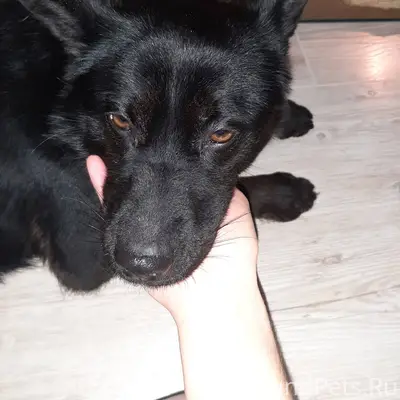 Найдена собака в Инорсе, в рай...