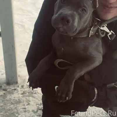 Помогите найти собаку ‼️‼️‼️ П...