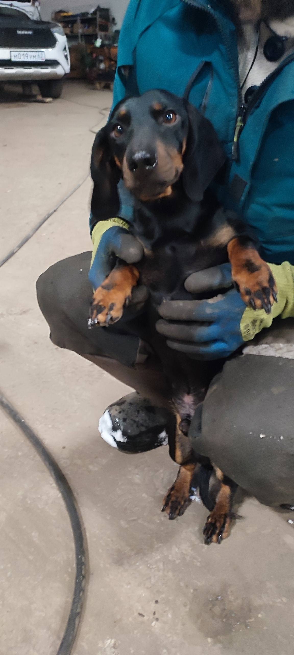 Найдена собака 🐕! Кобель! Межд...